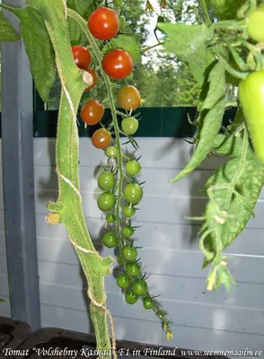 N❶. Напалечник для Пасынкования и Сбора Урожая - Купить в Мудром Дачнике |  Цены в Украине, Харькове, Киеве, Днепре, Одессе