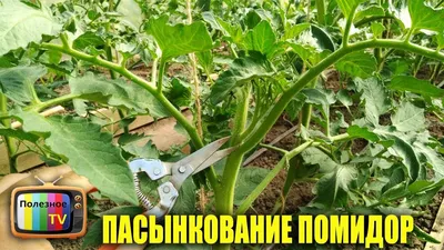 Томат ТАНЯ F1 (SEMINIS) Голландский сорт: семена, описание, фото.