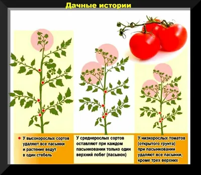 Покраснеть по-быстрому: как ускорить созревание помидоров