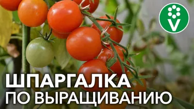 Семена AGRONI томат Пиноккио - «Выращиваю помидоры уже год - то на  подоконнике, то в теплице и на грядке, то вновь на подоконнике -  путешествие томатов по городам и селам.» | отзывы