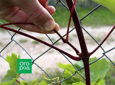 Пасынкование винограда: 3 основных способа (с видео) | Виноград, Растения,  Чеканка