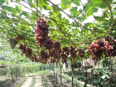 Блог про виноград Киушкина Николая: 2010