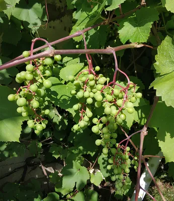 Блог про виноград Киушкина Николая: июня 2012