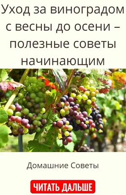 Виноград дает мало урожая? Делай это! | Виноград и Виноделие | Дзен