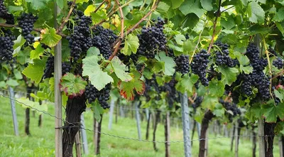 Как вырастить большие грозди винограда?