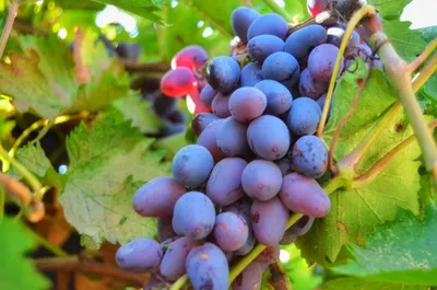 Как ухаживать за виноградом (41 фото) - фото - картинки и рисунки: скачать  бесплатно