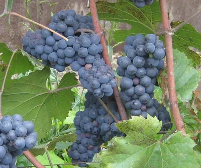 Как вырастить большие грозди винограда?