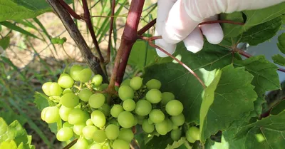 Когда и как правильно пасынковать винограда для начинающих: правила  удаления пасынков