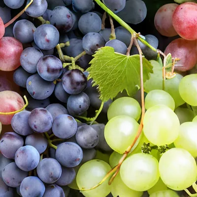 Зачем обрывают листья на винограде летом и осенью и можно ли так делать | В  саду (Огород.ru)