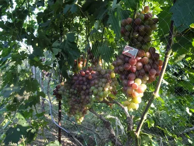 Пасынкование винограда в картинках фотографии