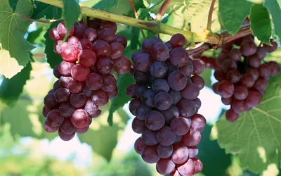 Болезни и вредители винограда: описание, фото, чем лечить, сорта