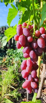 Всё про виноград | Facebook