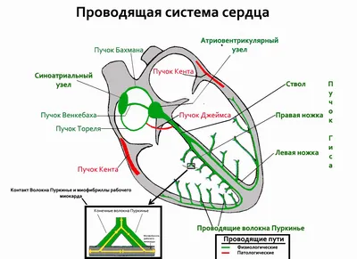 Холтер (ХМ ЭКГ): что это такое; чего нельзя делать, когда его поставили.