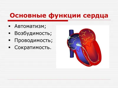 Что такое ЭКГ, какую информацию может показать - 29 сентября 2019 - 74.ru