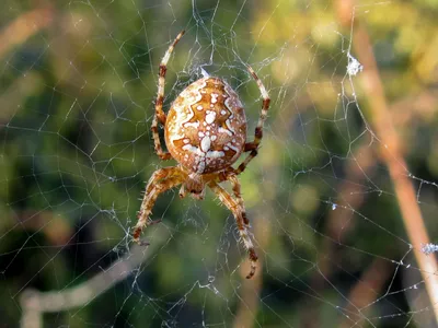 Фотокаталог членистоногих: Обыкновенный крестовик (Araneus diadematus)