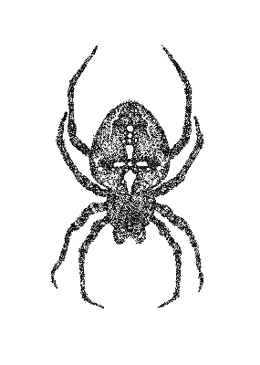 Обыкновенный крестовик - Пауки | Некоммерческий учебно-познавательный  интернет-портал Зоогалактика