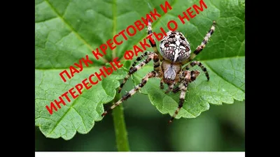 Виды пауков Ярославской области: фото от биолога - 1 сентября 2020 - 76.ru