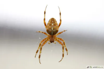 Обыкновенный крестовик (Araneus diadematus) | Дикий Юг