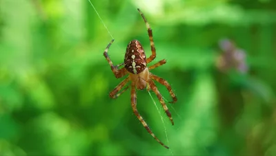 Фотогалерея - Пауки (Aranei) - Паук-крестовик Araneus diadematus - Природа  Республики Мордовия