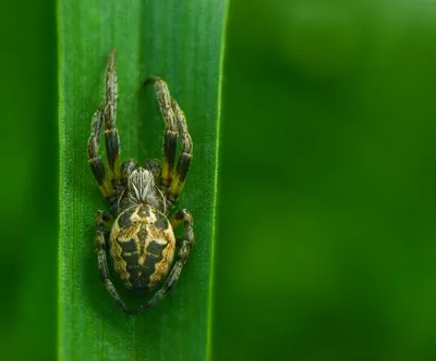 Паук-крестовик. (Araneus diadematus - крестовик обыкновенный). Трапеза. -  Савасерлин. Смотреть и видеть. Сайт фотоманьяка.