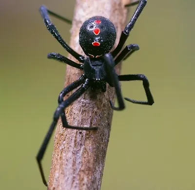 Черный паук в доме: опасность для человека и другие виды членистоногих в  жилых помещениях