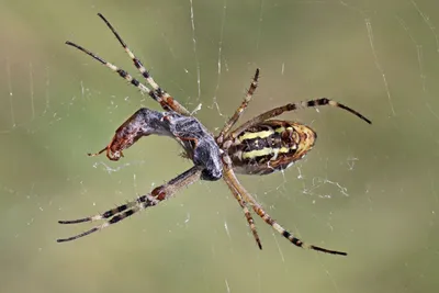 В Свердловской области красотка разводит дома гигантских ядовитых пауков -  26 июня 2023 - e1.ru