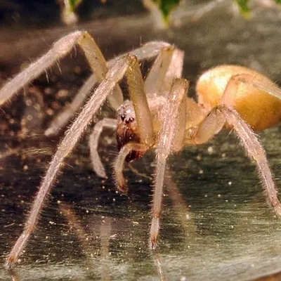 Австралийские пауки: 10 самых опасных Пауки нагоняют на людей страх и могут  даже спровоцировать усто / Австралия :: длиннопост :: - дом опасной херни  :: токсин :: яд :: паук / смешные