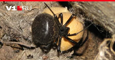 Из-за засухи на Кубани расплодились ядовитые пауки: какие из них опасны, а  какие только выглядят устрашающе - KP.RU