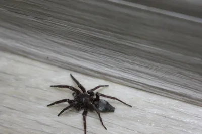 ᐅ Места в доме, где можно найти паука, виды пауков, как избежать укуса  пауков, услуги по уничтожению вредителей