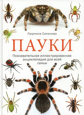 Нашествие пауков в Волгограде и области, ученые рассказали, каких пауков  нужно бояться Волгограде - 12 августа 2022 - V1.ру