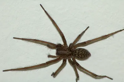 Домовый паук — Википедия