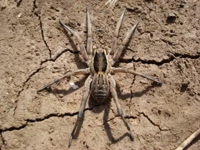 Ученый АлтГУ рассказал про необычные виды пауков - Новости - Алтайский  государственный университет