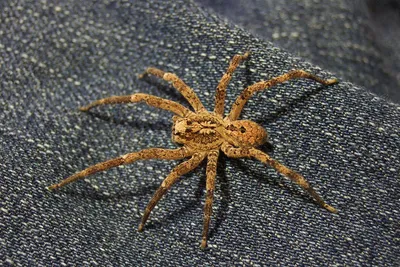 Жалят смертельно: ученый рассказала об опасных видах пауков Волгоградской  области