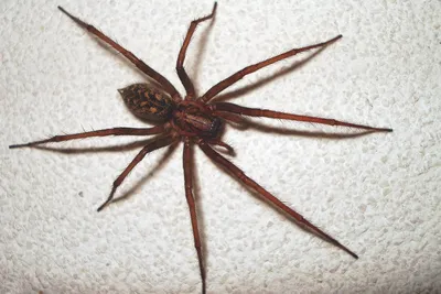 Почему в квартире появляются пауки и как избавиться от них навсегда -  уничтожить пауков в квартире, частном доме и на предприятии