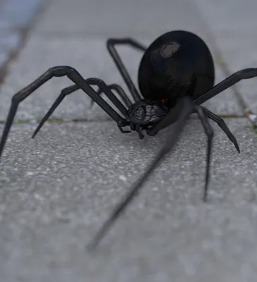 Ученые открыли новый вид паука-скакунчика | Наука в Сибири