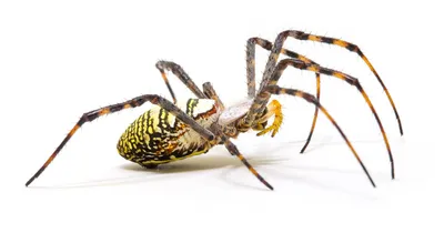 Опасные пауки терроризируют жителей Западного Казахстана - 19.07.2019,  Sputnik Казахстан