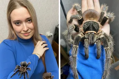 Не для арахнофобов: какие пауки обитают в столице / Новости города / Сайт  Москвы