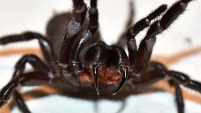 Восемь красных линий - Опасность укуса паука не только в его яде  Распространённый в Великобритании инвазивный вид крошечных пауков оказался  намного опаснее, чем предполагалось ранее. Напомним, что инвазивными учёные  называют виды, которые