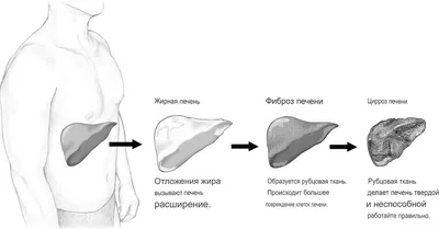 Печень говяжья охлажденная - купить с доставкой в Москве с Коптевского рынка