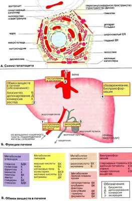 Печень человека: роль и функции в организме, патологии и профилактика