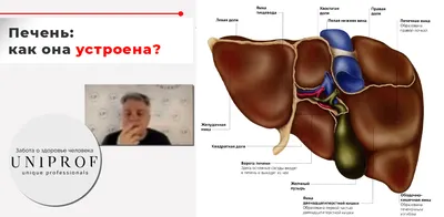 Печень: общие сведения