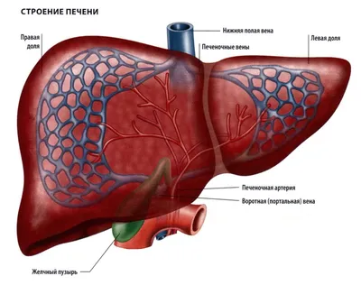 Здоровая печень – ключ к отличному состоянию всего организма