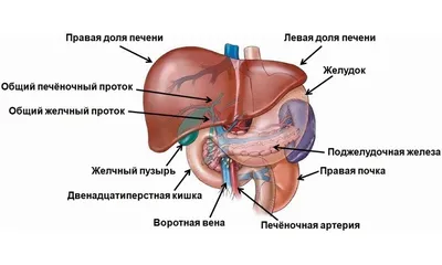 Печень: как она устроена? | Академия врачей UNIPROF | Дзен