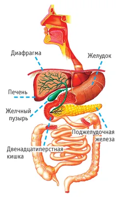 Что русский человек должен знать о печени - Всё о здоровье, №1471042780 |  Фотострана – cайт знакомств, развлечений и игр