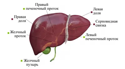 Печень в цифрах - слайдшоу — ЗдоровьеИнфо