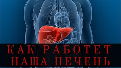 DoktorLerner.ru Строение печени и желчного пузыря, как работает печень