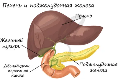 Функции печени - презентация онлайн