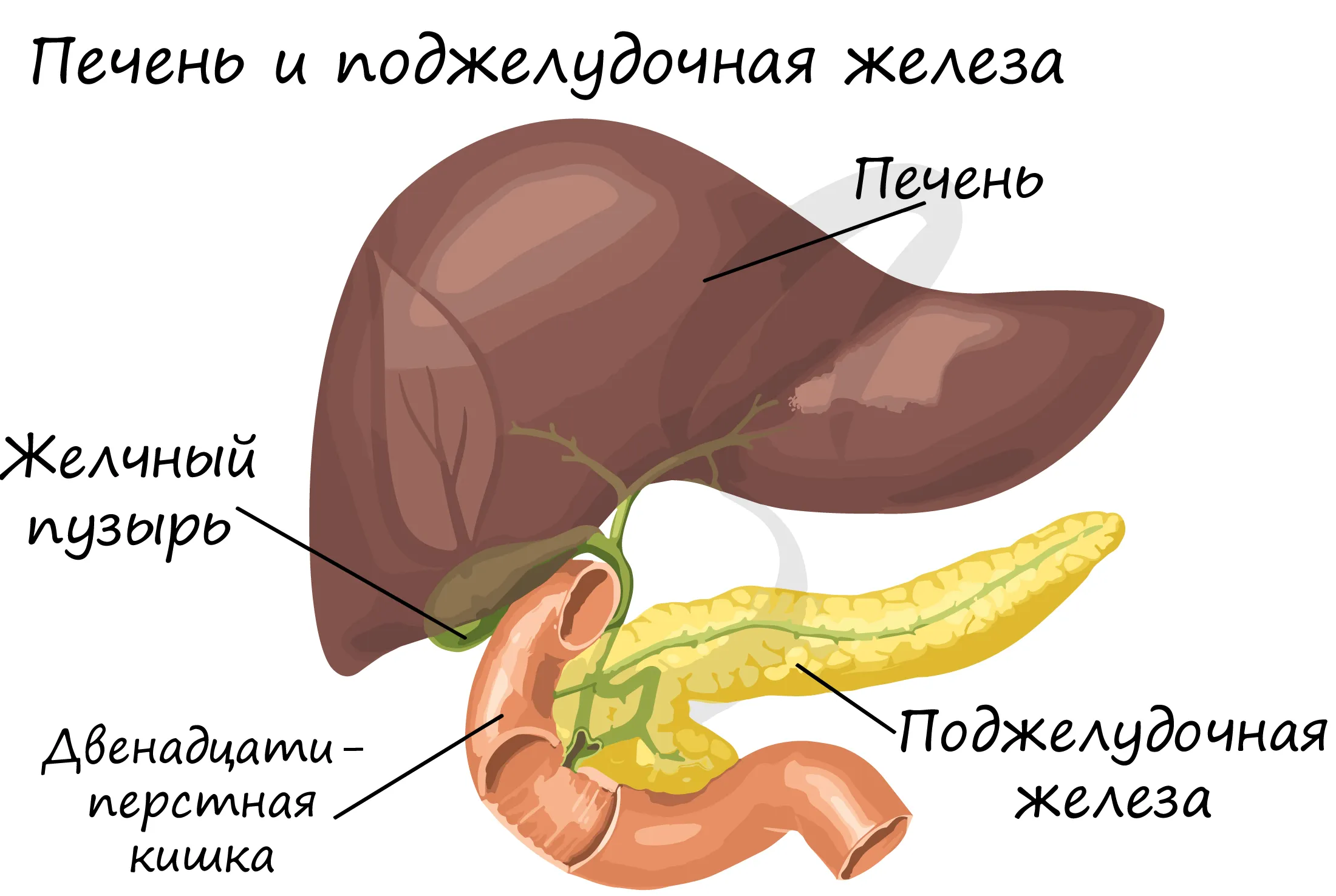 Фото Печени И Поджелудочной Железы