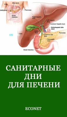 Желчный пузырь: где находится, как болит, функции, строение