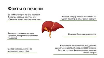 Какова роль печени в организме и как ее защитить? | Начинающий спортсмен |  Дзен